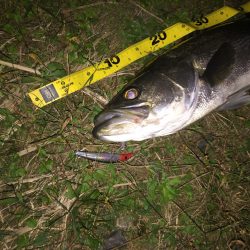 やっと満足の１本